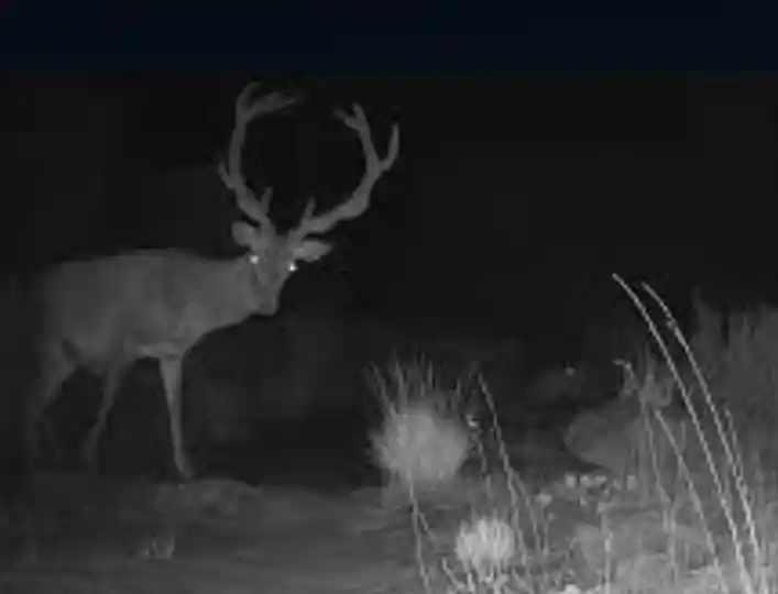 fauna.nocturna en.alto tajo copy