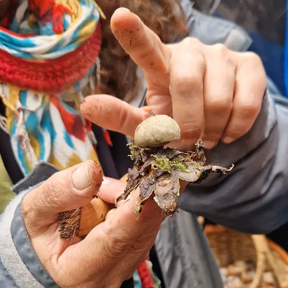 rutas micologicas alto tajo