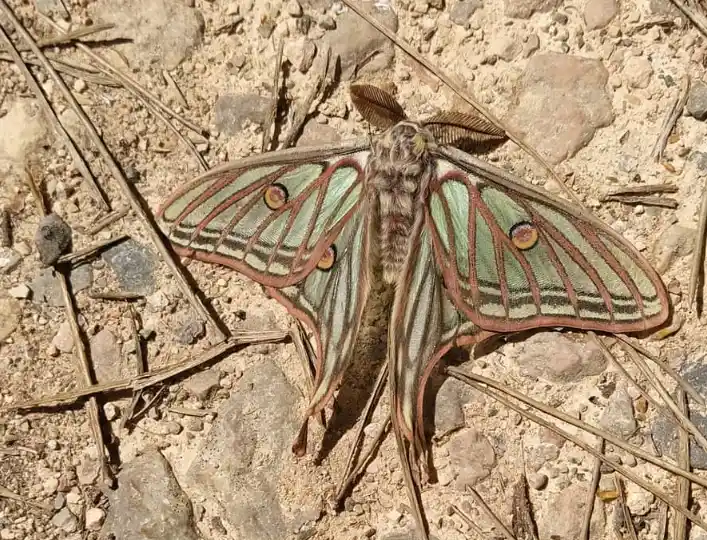 taller bichos alto tajo